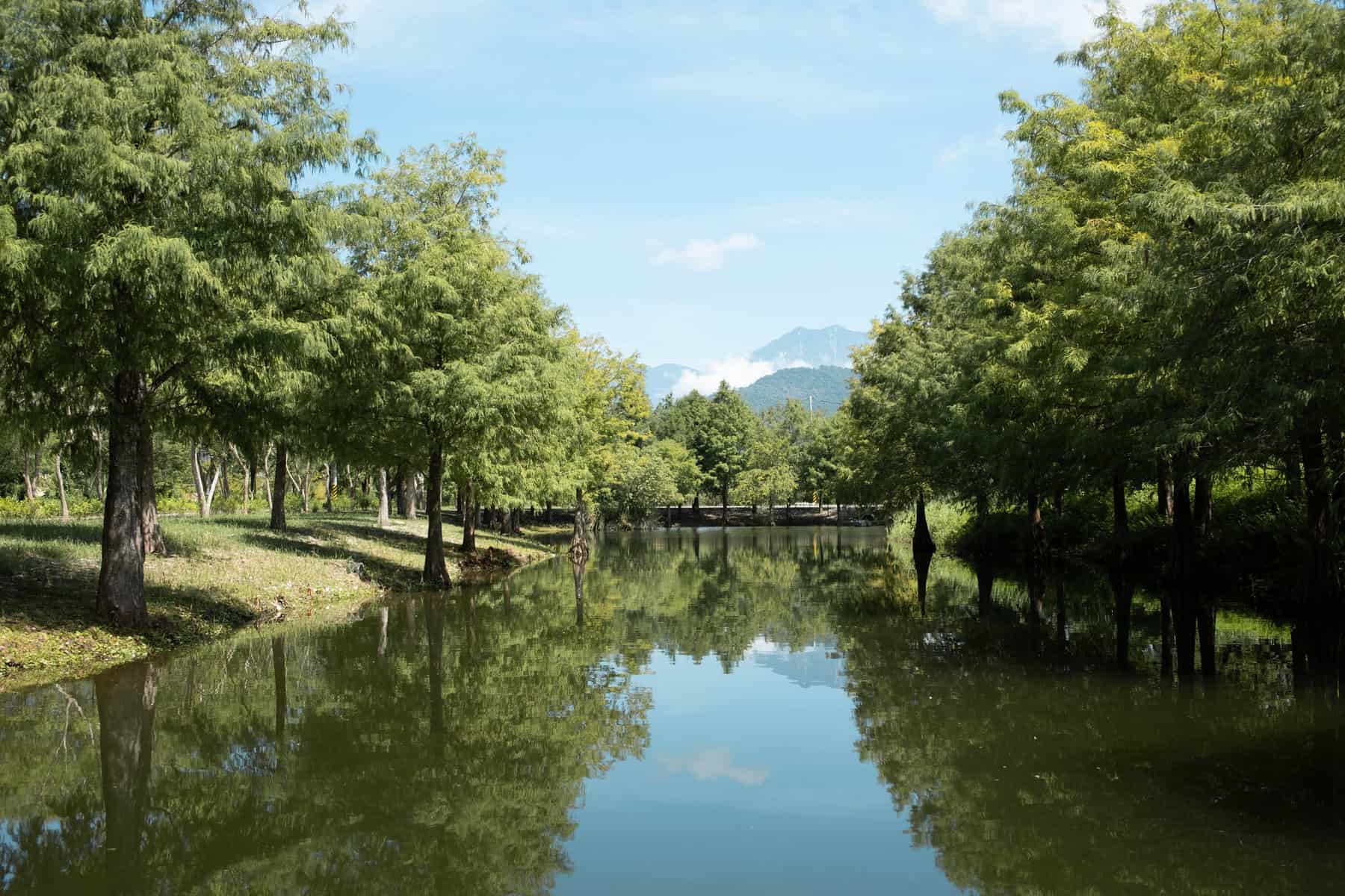 靜謐湖邊的落羽松在陽光下綠意盎然