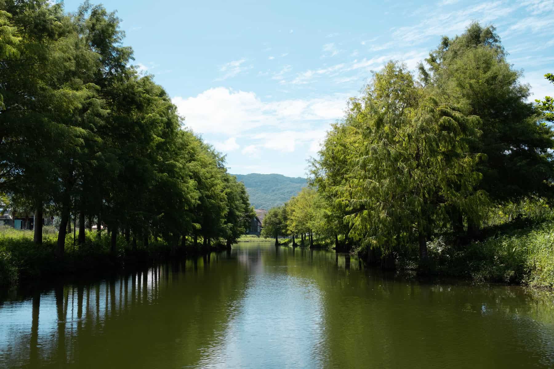 湖邊的落羽松景觀伴隨遠山風光