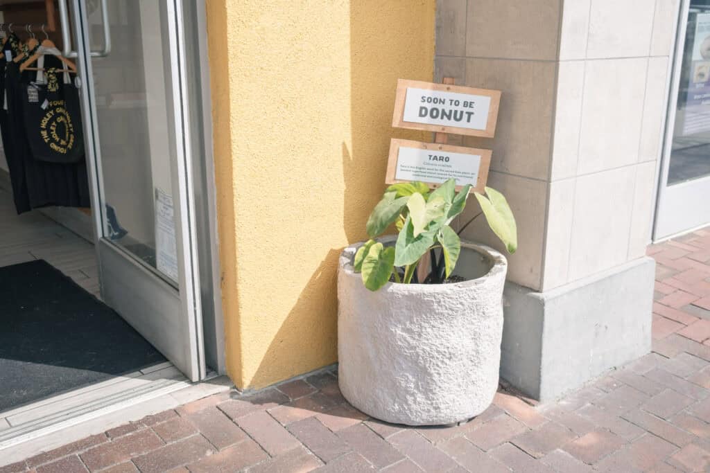 Holey Grail Donuts 店門口的芋頭植物盆栽,上方標示「Soon to be Donut」,介紹芋頭將被製作成甜甜圈的創意標語。