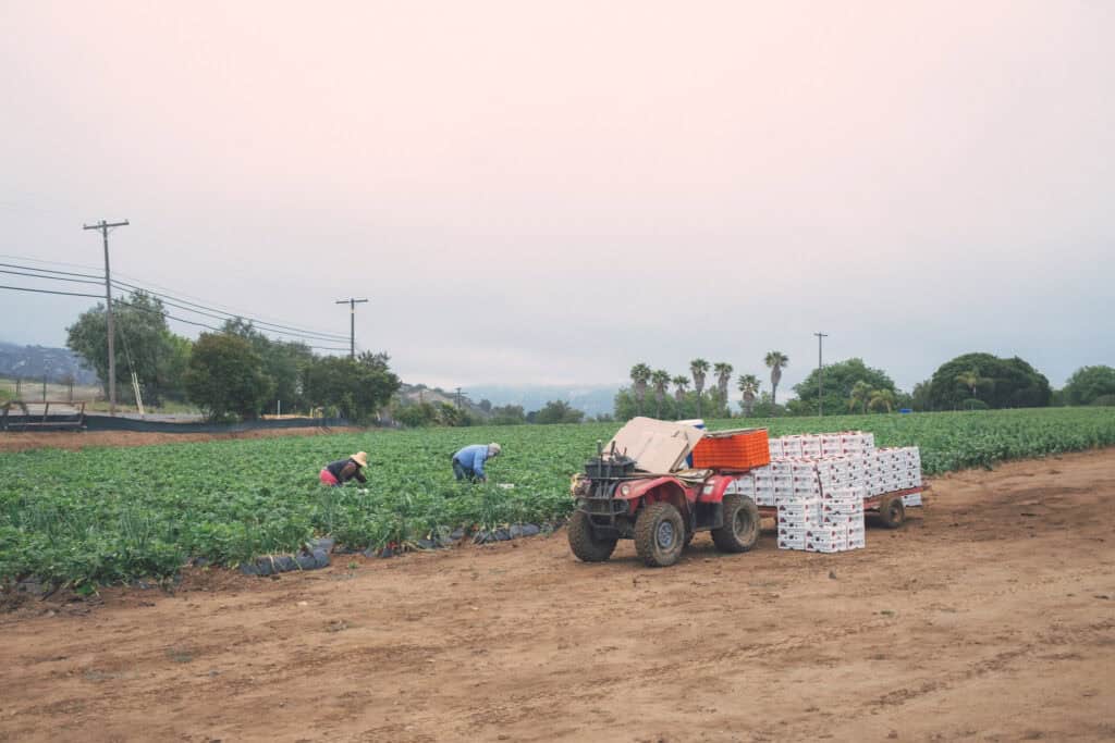 旅遊日記 | Kenny’s Strawberry Farm 摘下甜美草莓的小旅行