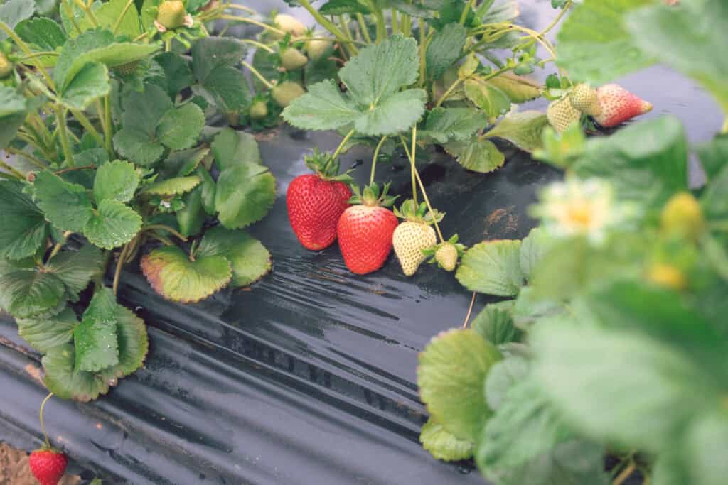 旅遊日記 | Kenny’s Strawberry Farm 摘下甜美草莓的小旅行